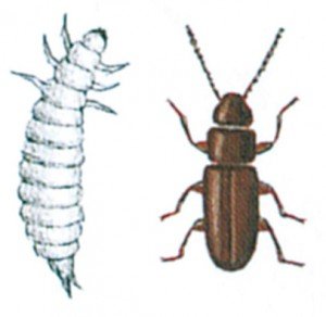 The rust-red grain beetle