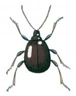 The shiny spider beetle