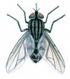 The stable fly