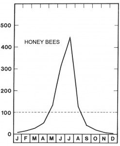 honey bees in July