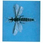 Thrips