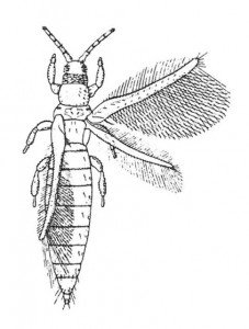 Thrips
