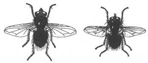 Two blowfly species