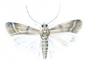 Warehouse moth