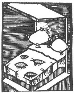 Woodcut by Plinius of human flea
