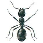 Ant