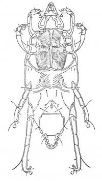 Chirodiscoides caviae
