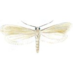 Clothes moth