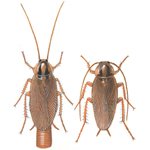 Cockroaches