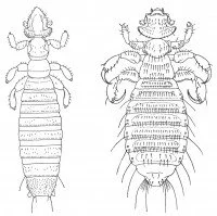 Gliricola Porcelli and Gyropus ovalis