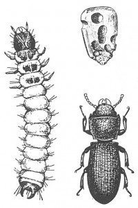 Larva and brown cadelle