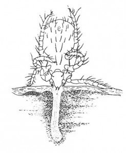 Saliva from the harvest mite larva