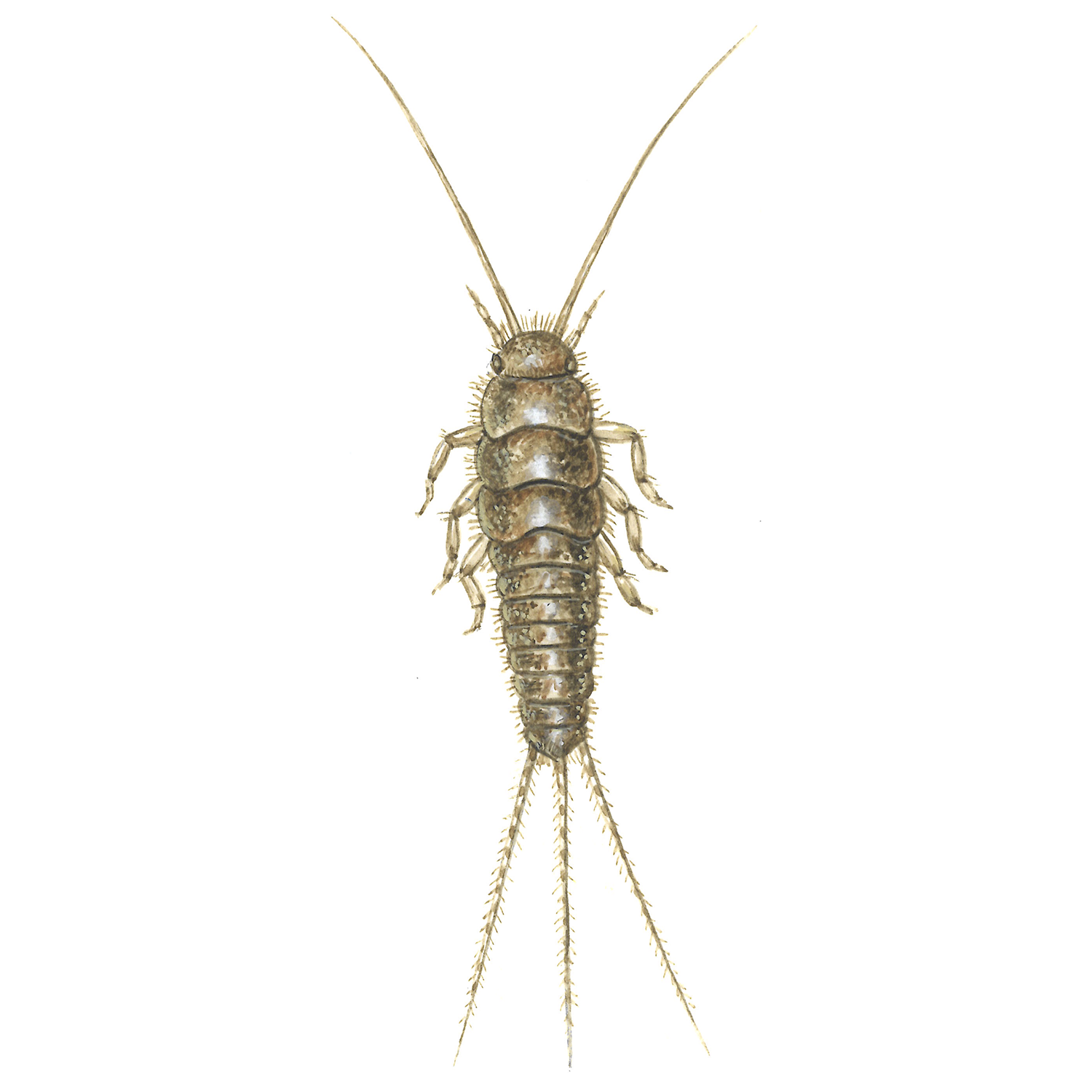 Long-tailed silverfish