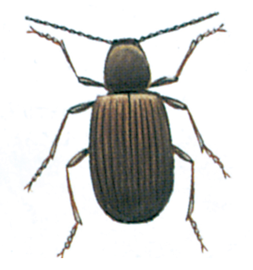 Australian spider beetle