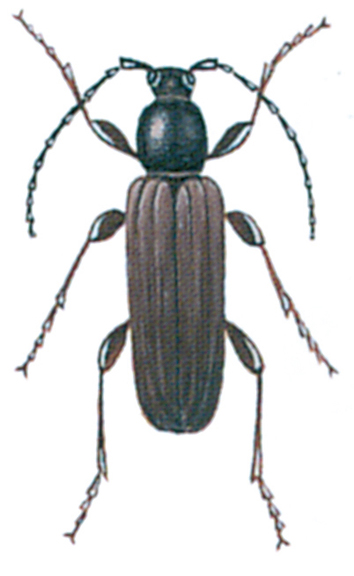 Black spruce beetle, Tetropium casteanum