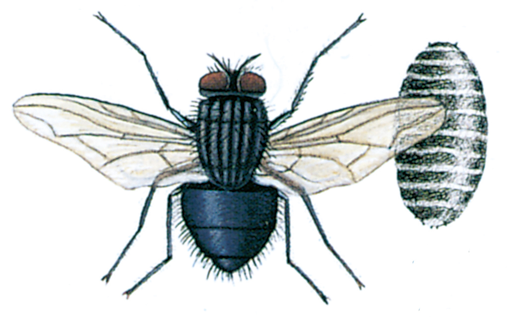 Blowfly and pupa