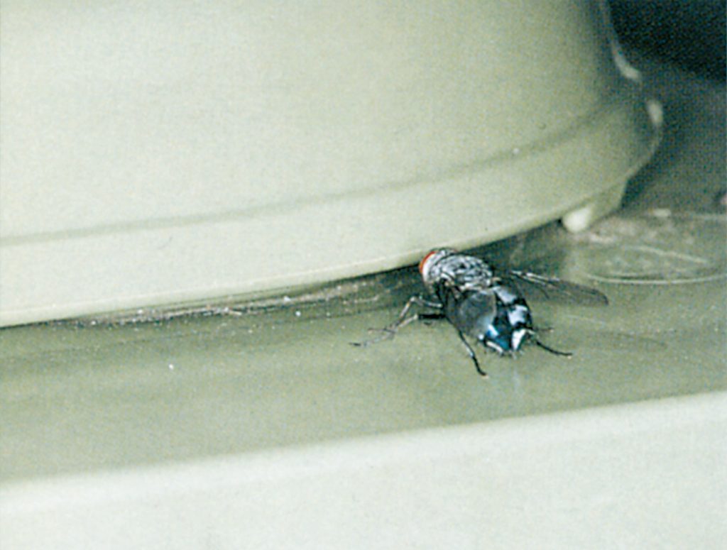Blowfly in wastebin