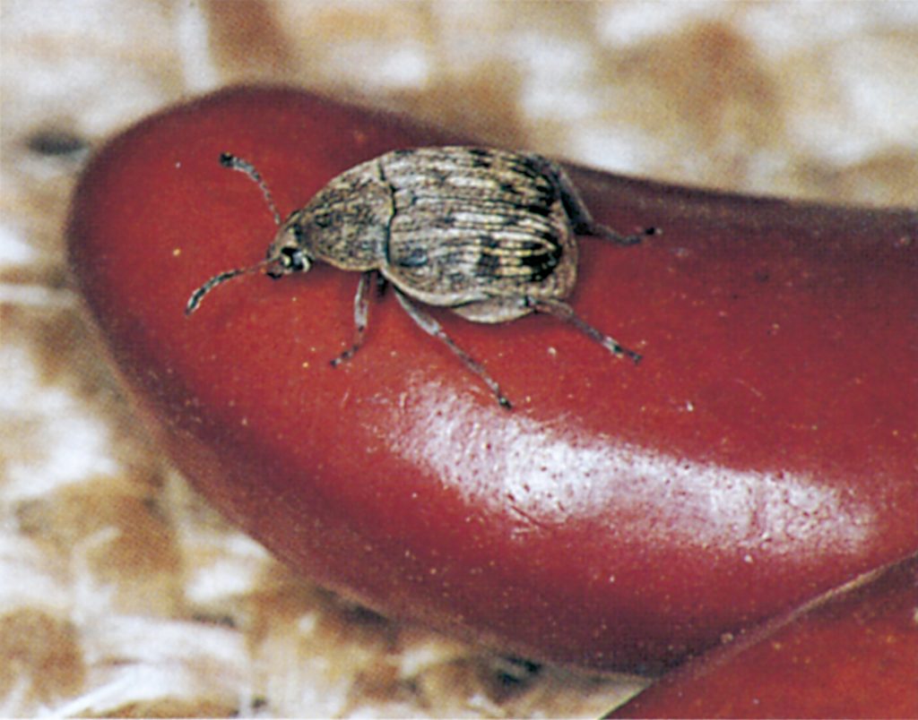 Brown beans infested by bean weevils
