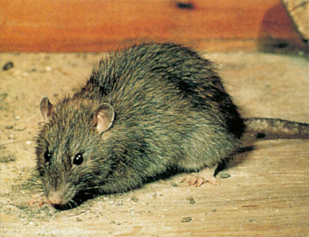 Brown rat
