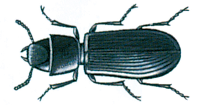 Cadelle beetle