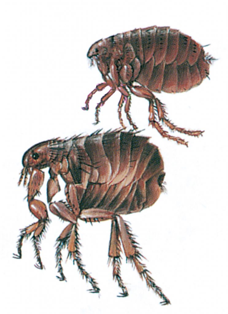 Cat flea and human flea - Pests in House and Home - Page 48