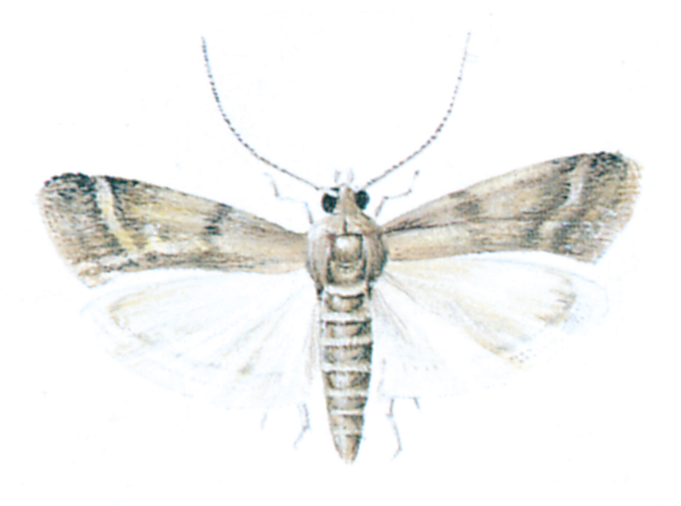 Cocoa moth
