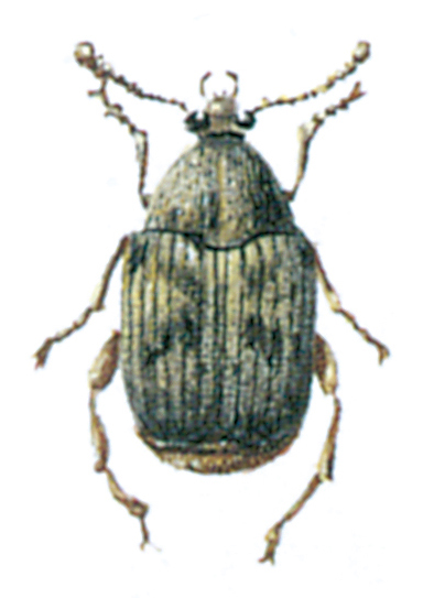 Common bean weevil