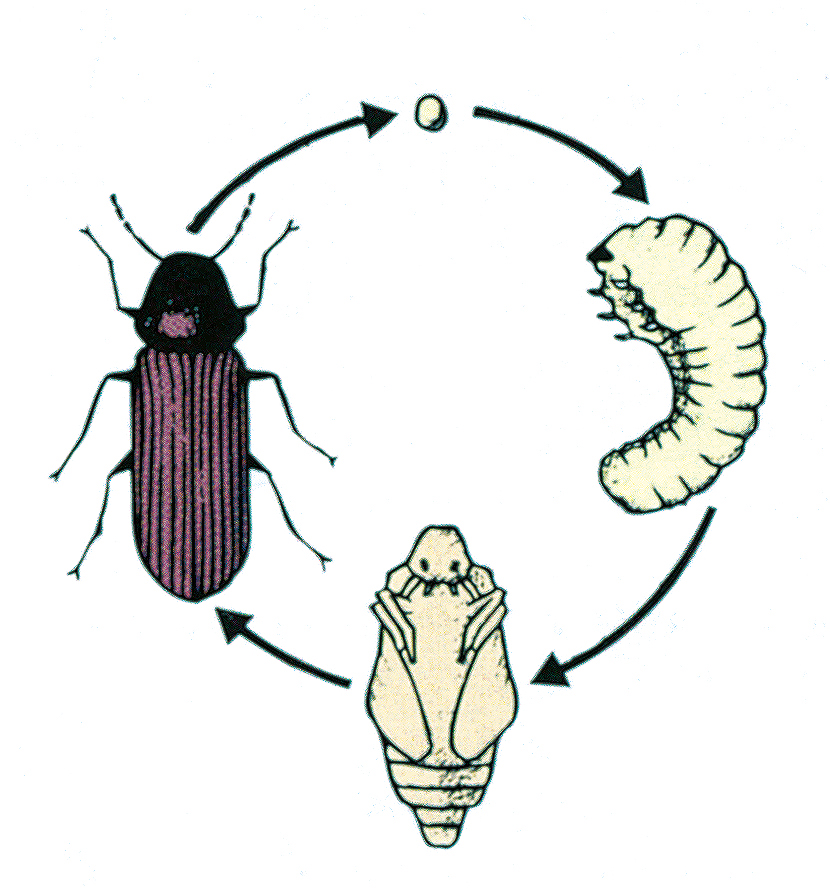 Common furniture beetle life cycle