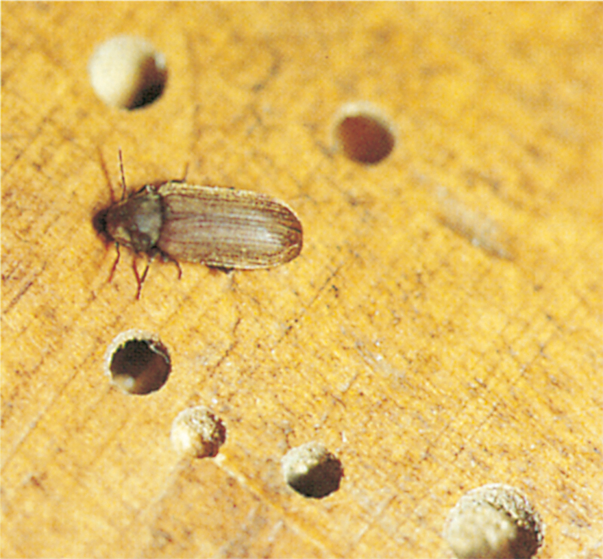 Common furniture beetle on wood with fly holes