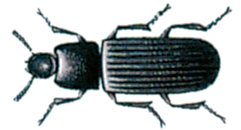 Dark flour beetle