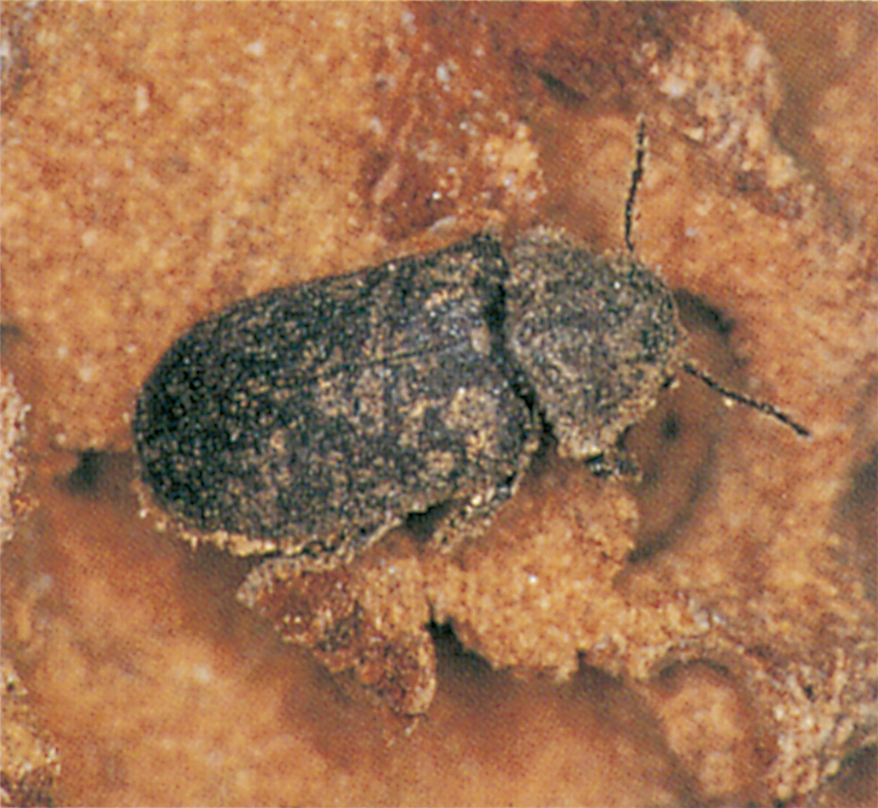 Should i buy a house with death watch hot sale beetle