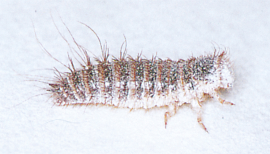 Dermestes haemorrhoidalis larva