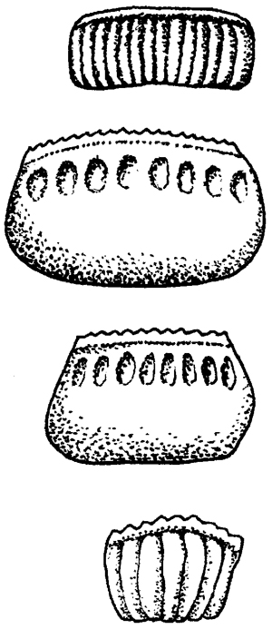 Determination of cockroach species from egg capsules