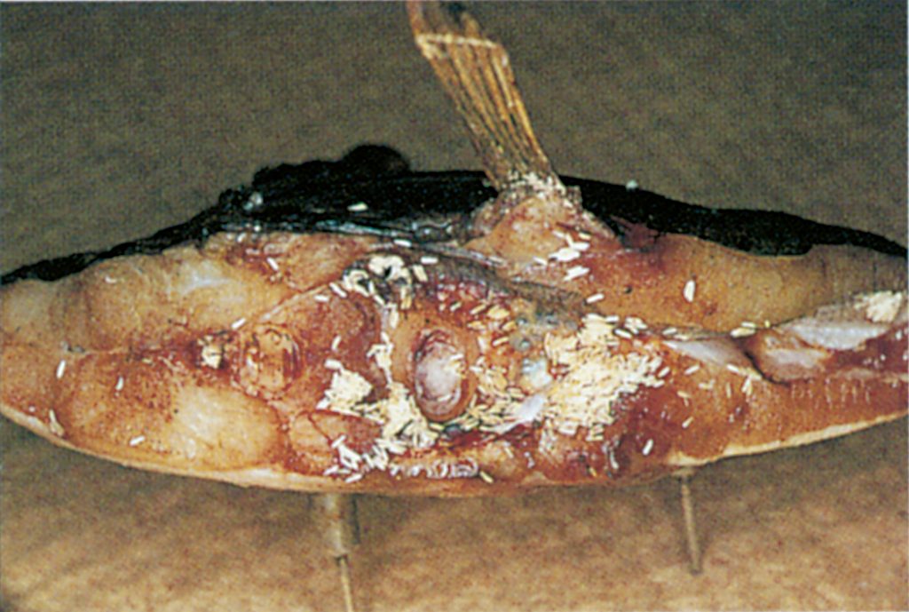 Eggs, flyblow from blowflies in fish