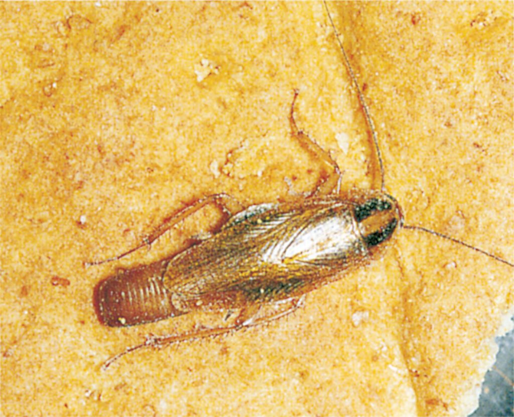 Female german cockroach with eggs