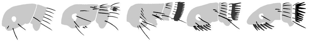 Flea species distinguished by hairs - Pests in house and home - Page 47