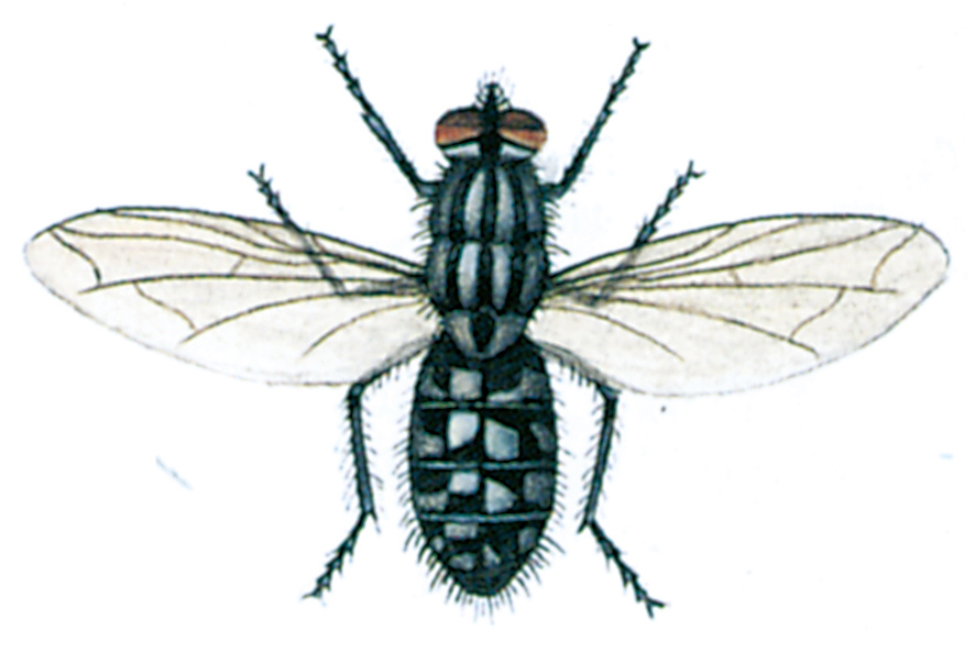 Flesh fly