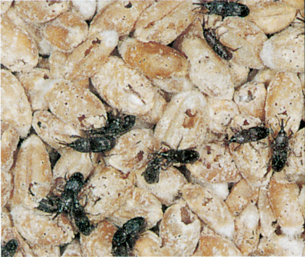 Grain weevils in a batch of seed