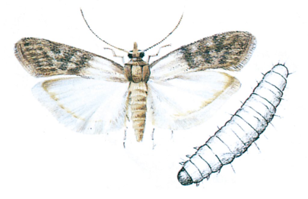 Indian meal moth