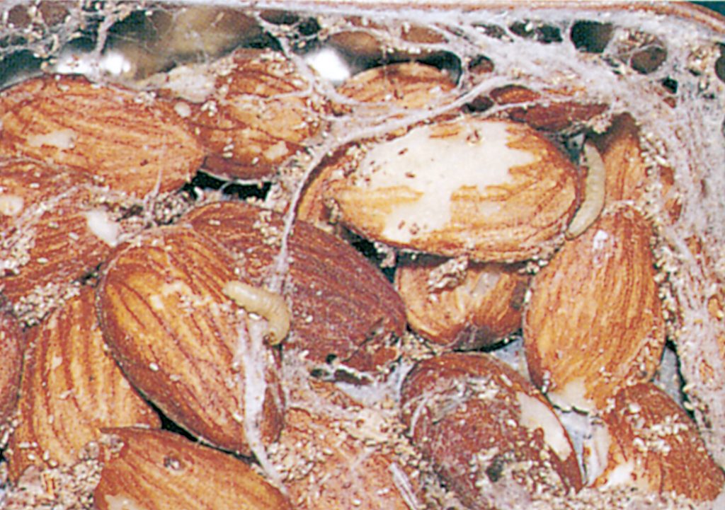 Indian meal moth larvae in almonds