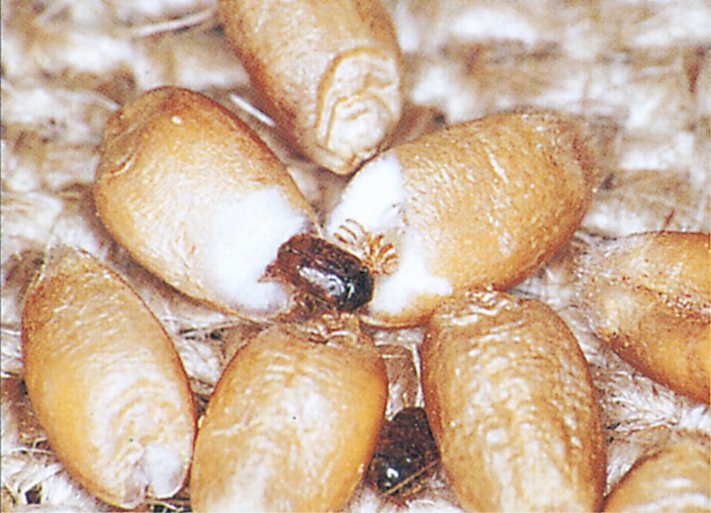 Khapra beetles ind wheat