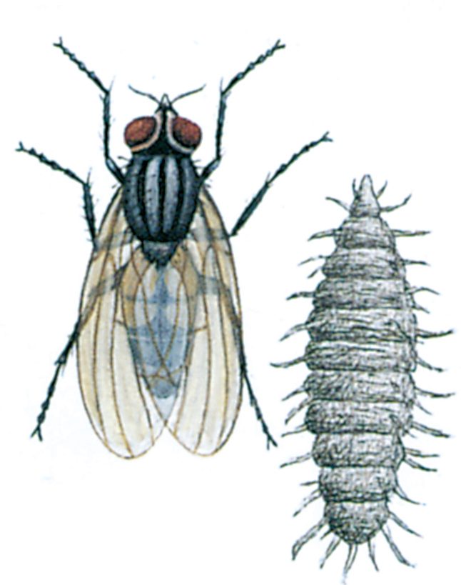 Lesser housefly and larva