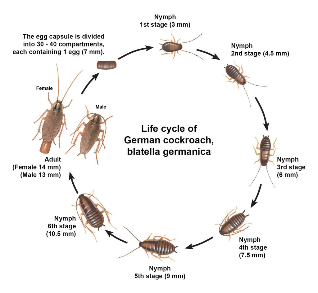 Life cycle of german cockroach