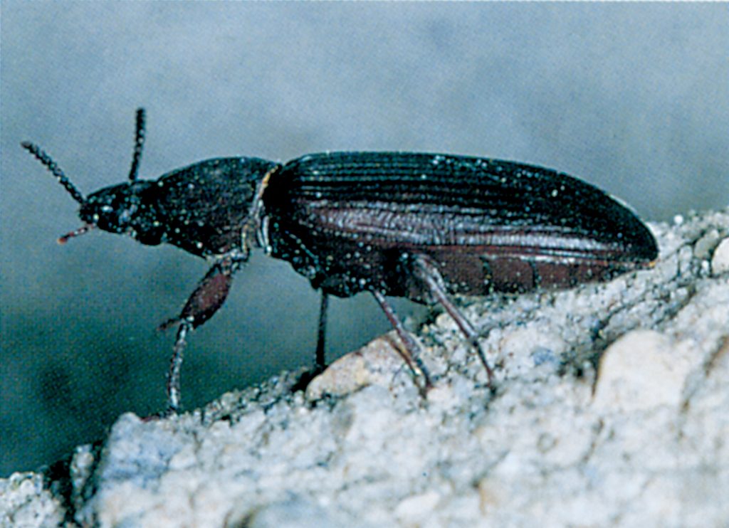 Mealworm beetle