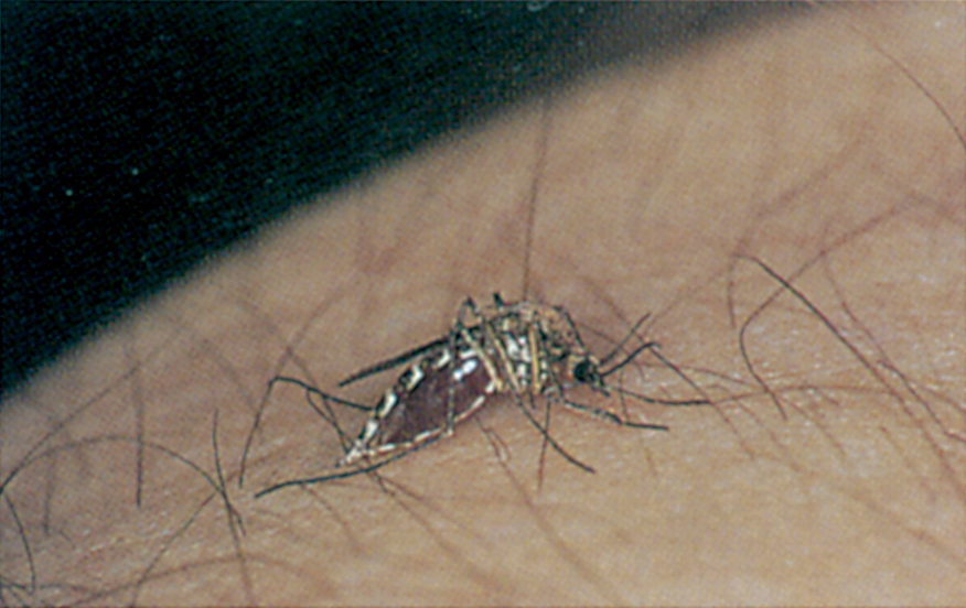 Aedes mosquito - pushing its proboscis into arm