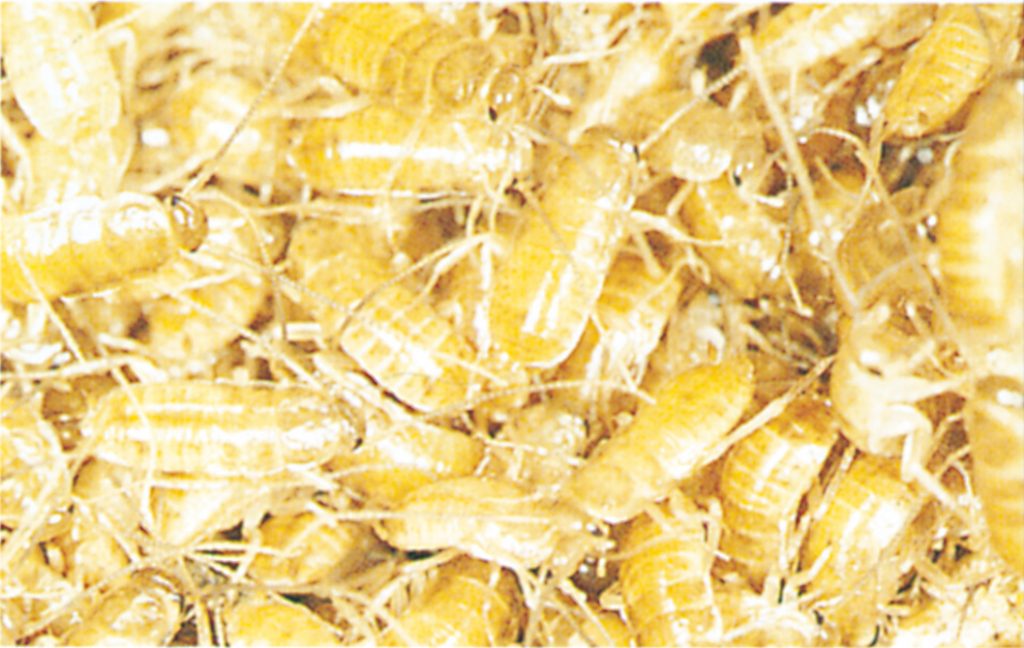 Newly hatched cockroaches