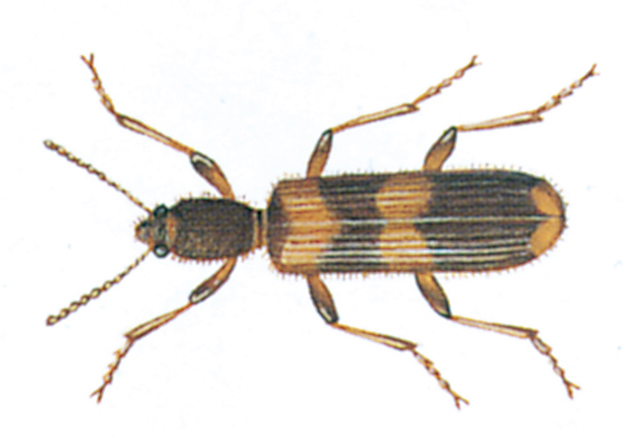 Opilo