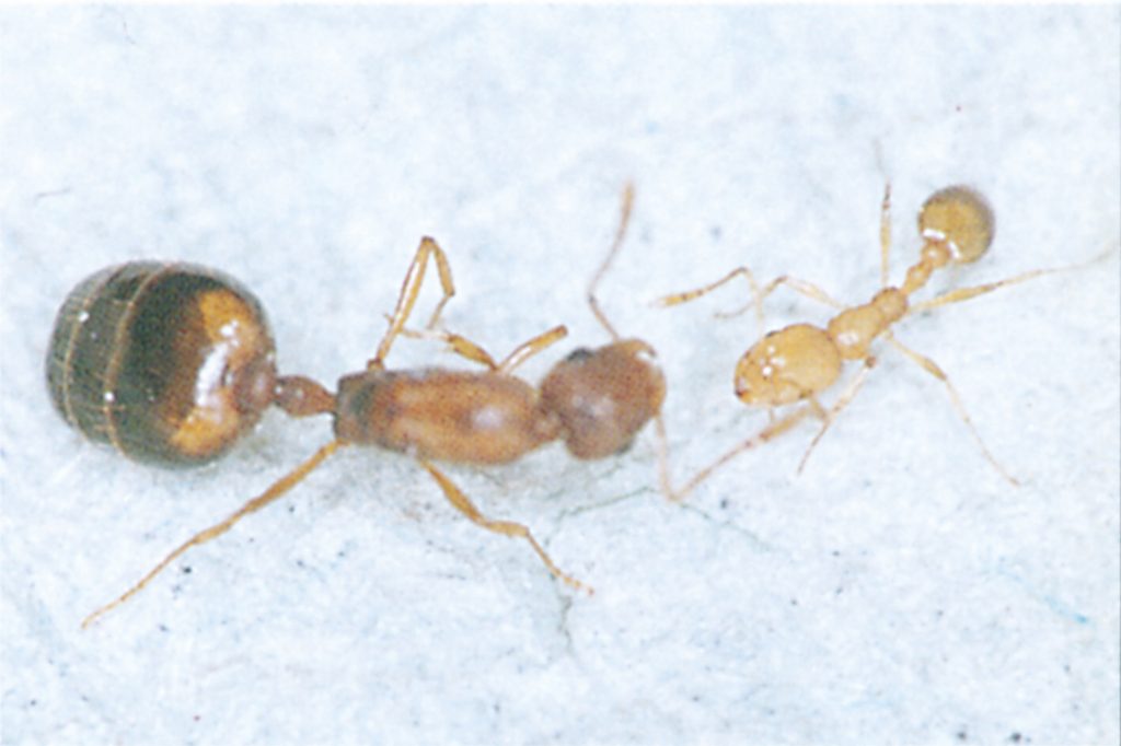 Pharaoh ants, worker and queen