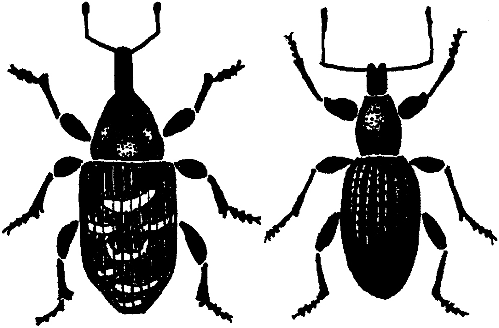 Pine weevil and black vine weevil in compare