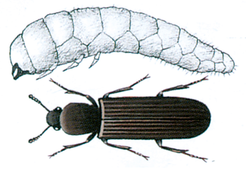 Powder post beetle